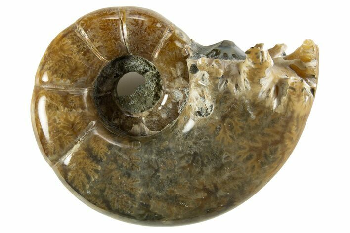 Polished, Chambered Ammonite (Argonauticeras) Fossil - Madagascar #327342